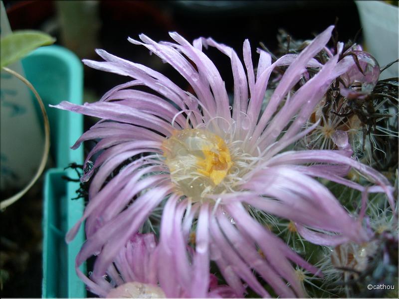 trichodiadema 1