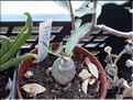 fockea edulis 2