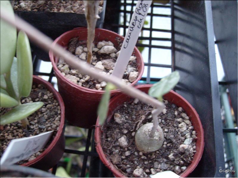 fockea edulis
