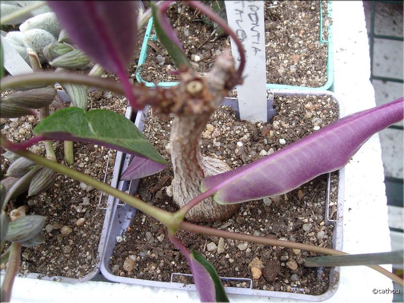 petopentia (fockea) natalensis