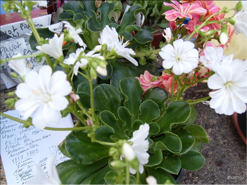 lewisia blanc