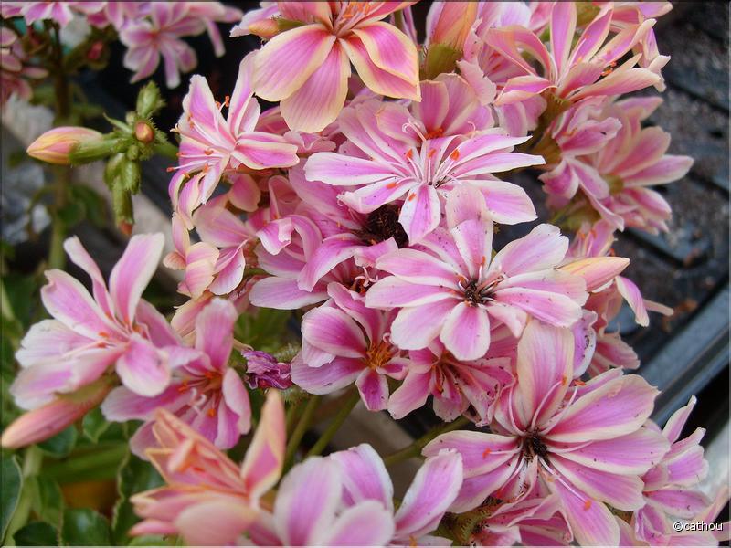 lewisia rose blanc