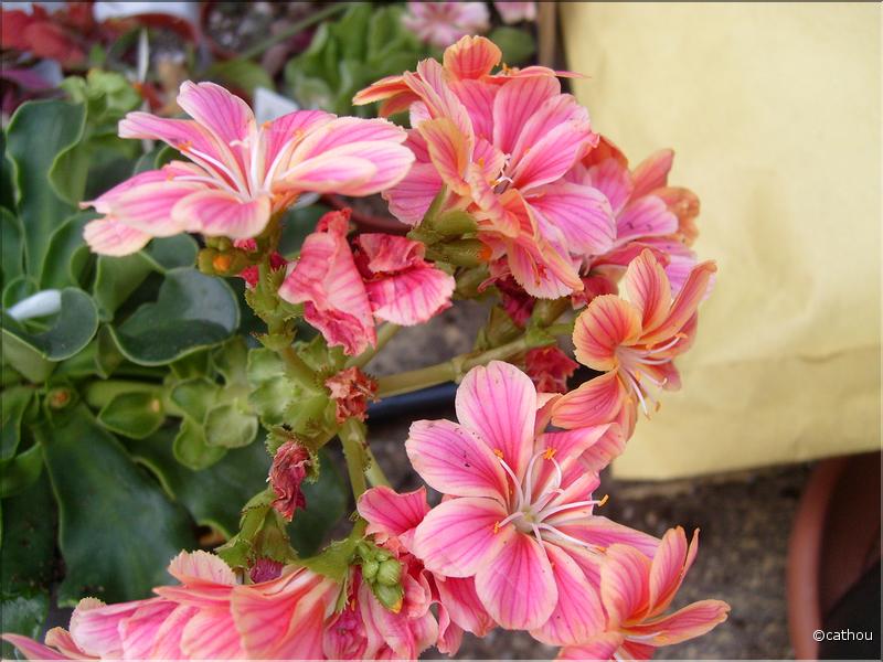 lewisia rose orange